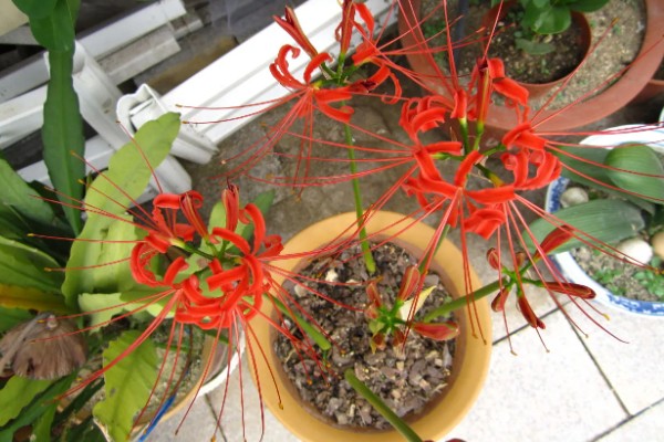 龙爪花和彼岸花是一样的吗，龙爪花是彼岸花