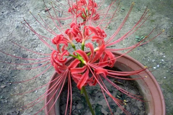 龙爪花和彼岸花是一样的吗，龙爪花是彼岸花