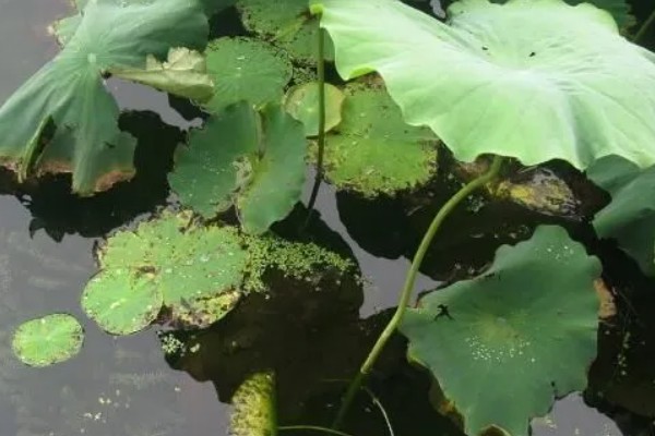 荷花盆里有虫怎么处理，可养鱼吃虫
