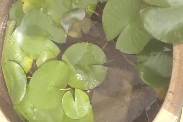 荷花盆里有虫怎么处理，可养鱼吃虫