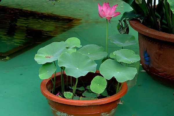 荷花盆里有虫怎么处理，可养鱼吃虫