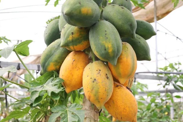 木瓜怎么才算熟，其外表皮会呈黄色或者橘红色