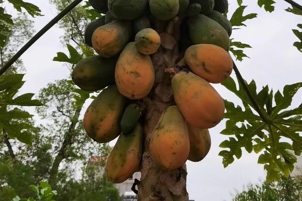 木瓜怎么才算熟，其外表皮会呈黄色或者橘红色