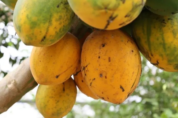 木瓜怎么才算熟，其外表皮会呈黄色或者橘红色