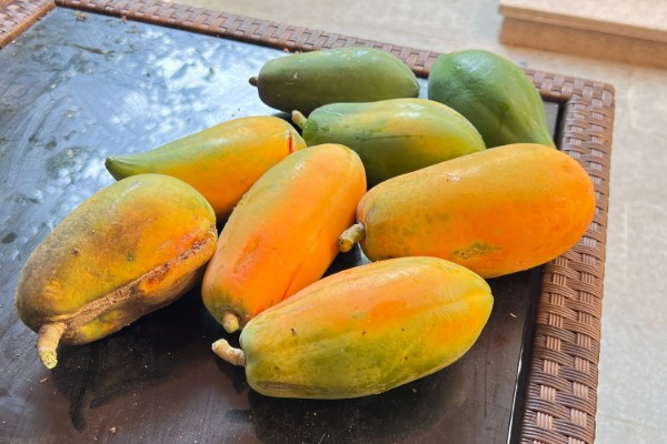 木瓜怎么才算熟，其外表皮会呈黄色或者橘红色