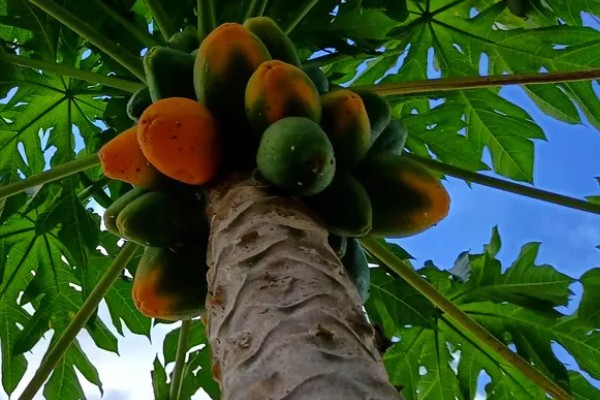 木瓜怎么才算熟，其外表皮会呈黄色或者橘红色