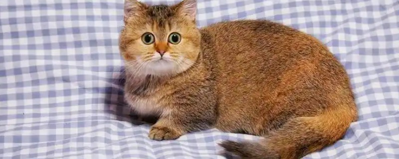 猫咪为什么患上乳腺炎，主要有以下3个原因