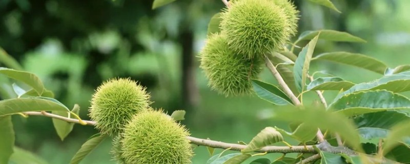 板栗的种植条件,适合生长在酸性或微酸性的土壤中