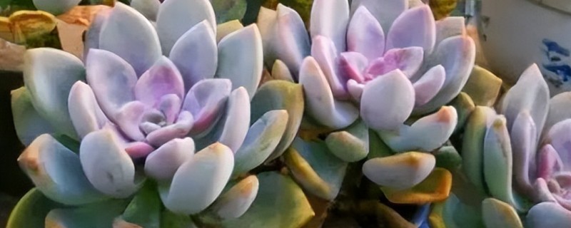 冬美人多肉开花后会不会死，一般不会导致植株死亡