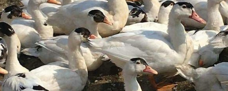 骡鸭的特点,特点为生长速度较快