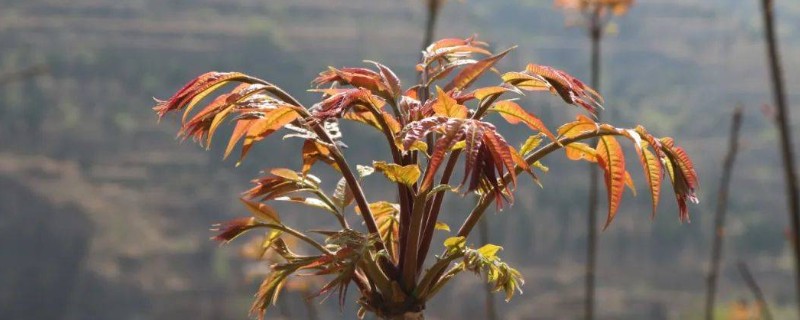 香椿什么时候发芽，不同地区的发芽时间不同