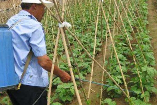 豆角病虫害怎么防治，发生豆角锈病可喷施多菌灵等药物