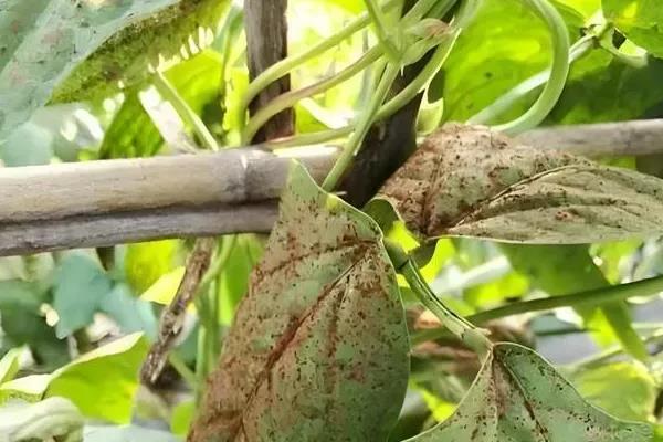 豆角病虫害怎么防治，发生豆角锈病可喷施多菌灵等药物
