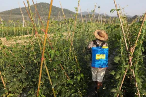 豆角病虫害怎么防治，发生豆角锈病可喷施多菌灵等药物