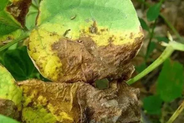 豆角病虫害怎么防治，发生豆角锈病可喷施多菌灵等药物