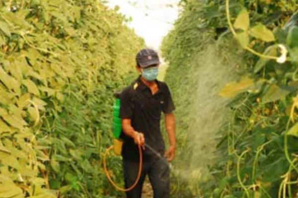 豆角病虫害怎么防治，发生豆角锈病可喷施多菌灵等药物