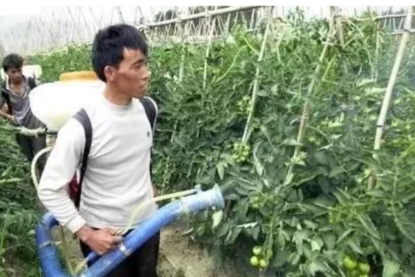 豆角病虫害怎么防治，发生豆角锈病可喷施多菌灵等药物