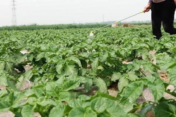 豆角病虫害怎么防治，发生豆角锈病可喷施多菌灵等药物