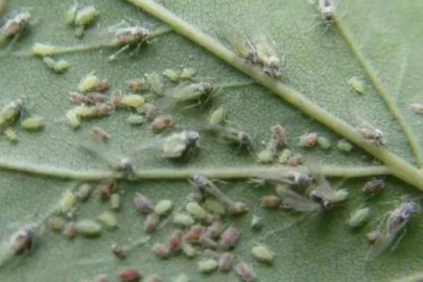 豆角病虫害怎么防治，发生豆角锈病可喷施多菌灵等药物