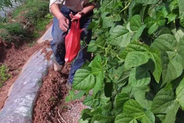 豆角病虫害怎么防治，发生豆角锈病可喷施多菌灵等药物