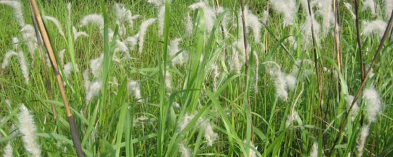 茅草用什么除草剂除根，3-5叶期用草甘膦异丙胺盐