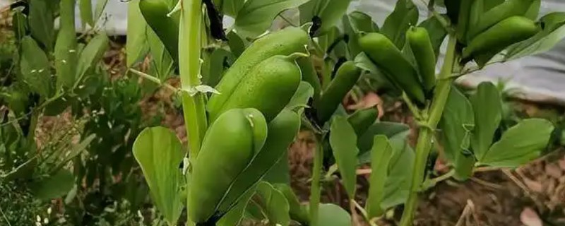 蚕豆怎么种,播种前需浸种