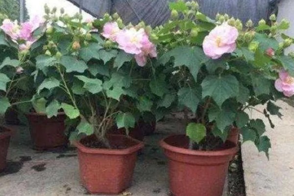 如何给芙蓉花浇透水，需要缓慢的沿着盆边浇灌