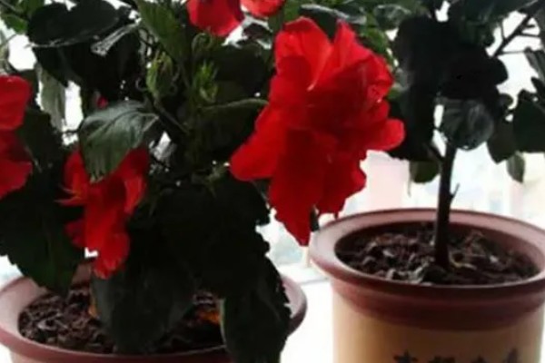 如何给芙蓉花浇透水，需要缓慢的沿着盆边浇灌