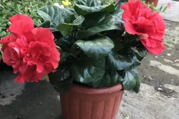 如何给芙蓉花浇透水，需要缓慢的沿着盆边浇灌
