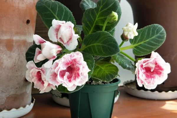 如何给芙蓉花浇透水，需要缓慢的沿着盆边浇灌