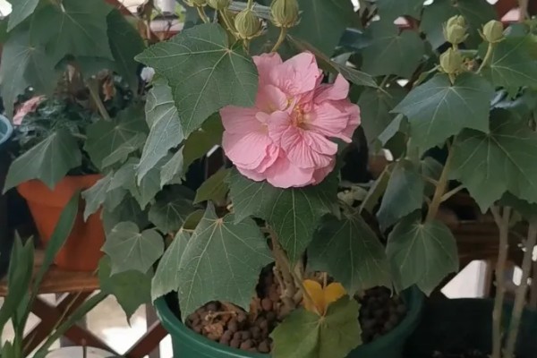 如何给芙蓉花浇透水，需要缓慢的沿着盆边浇灌