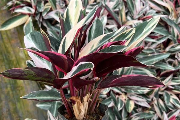 凤凰羽植物有没有毒,凤凰羽植物无毒