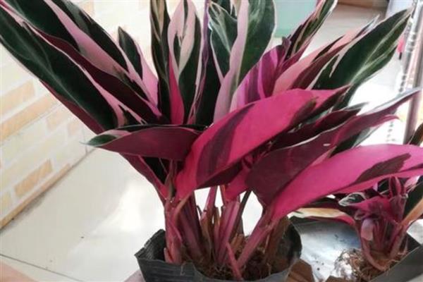 凤凰羽植物有没有毒,凤凰羽植物无毒