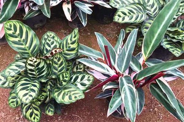 凤凰羽植物有没有毒,凤凰羽植物无毒