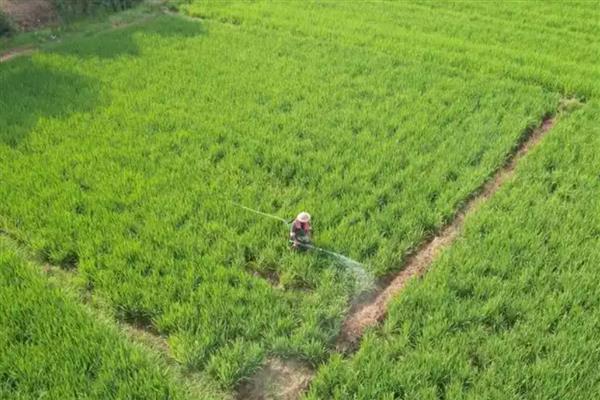 怎么使用水溶肥，要防止直接冲施