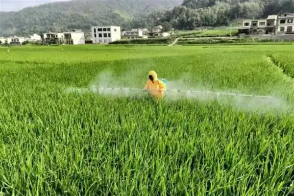 怎么使用水溶肥，要防止直接冲施