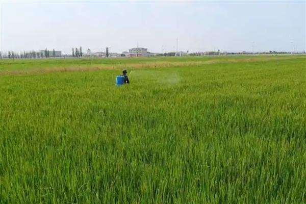怎么使用水溶肥，要防止直接冲施