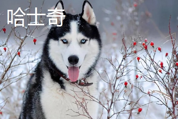 哈士奇和阿拉斯加的区别，眼睛和毛色均不同