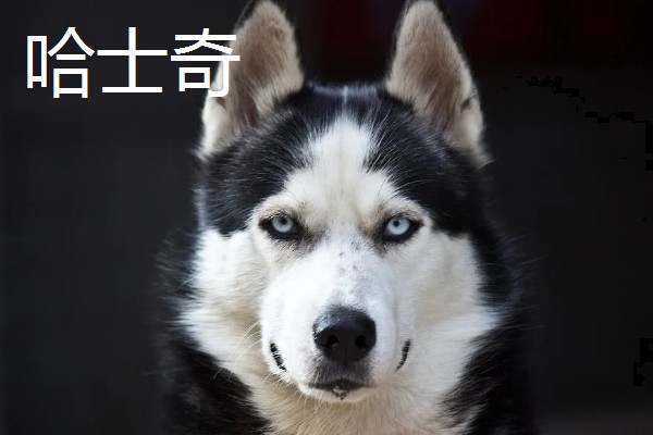 哈士奇和阿拉斯加的区别，眼睛和毛色均不同