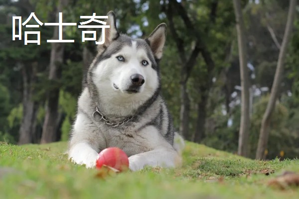 哈士奇和阿拉斯加的区别，眼睛和毛色均不同