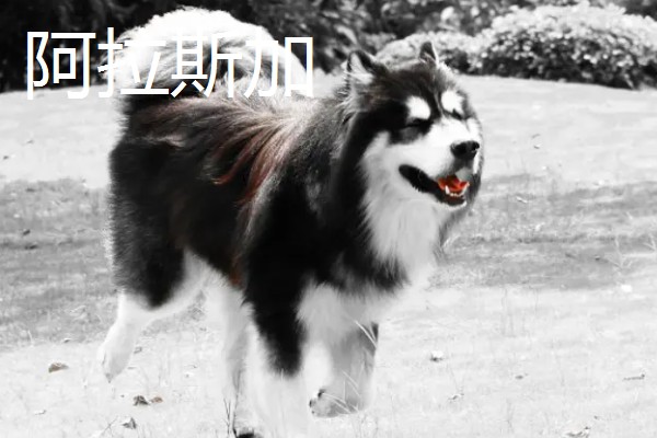 哈士奇和阿拉斯加的区别，眼睛和毛色均不同