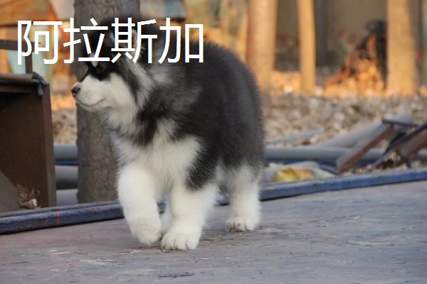 哈士奇和阿拉斯加的区别，眼睛和毛色均不同