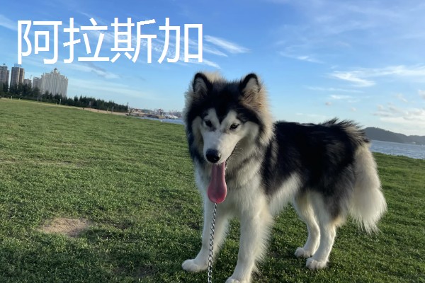 哈士奇和阿拉斯加的区别，眼睛和毛色均不同