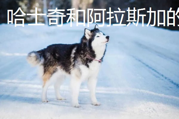 哈士奇和阿拉斯加的区别，眼睛和毛色均不同