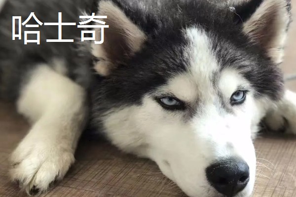 哈士奇和阿拉斯加的区别，眼睛和毛色均不同