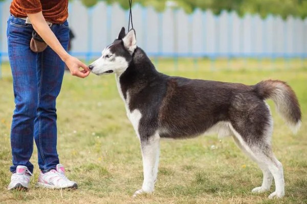 哈士奇和阿拉斯加的区别，眼睛和毛色均不同