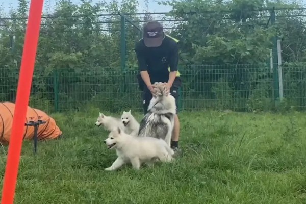 哈士奇和阿拉斯加的区别，眼睛和毛色均不同