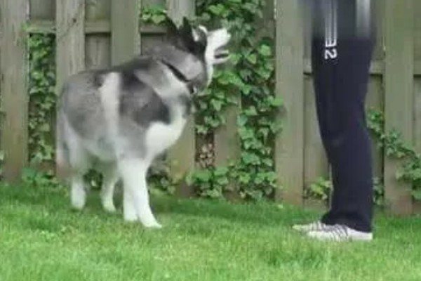 哈士奇和阿拉斯加的区别，眼睛和毛色均不同