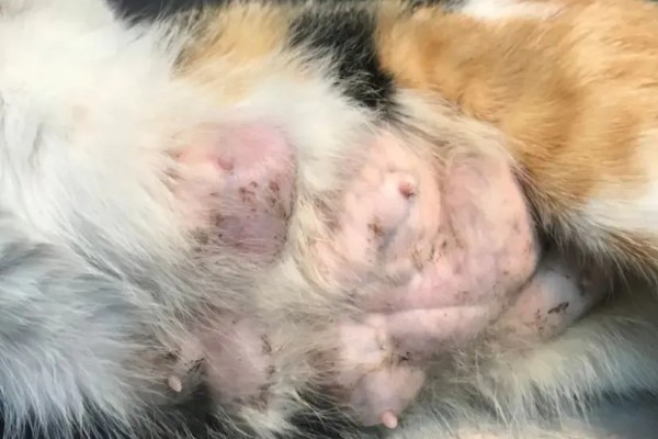 猫咪为什么患上乳腺炎，主要有以下3个原因