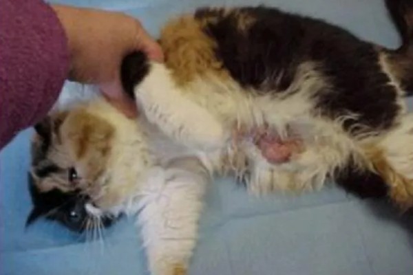 猫咪为什么患上乳腺炎，主要有以下3个原因